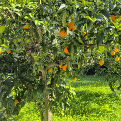 Camp de Futbol de Marxuquera