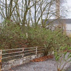 Stadion Mathias Stinnes - Rot-Weiss Altenessen