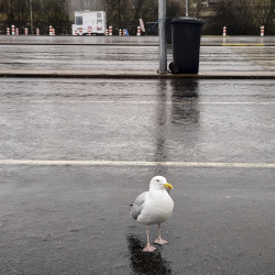 Seagull