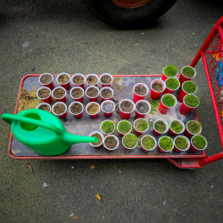 Windsor Park - Linfield FC